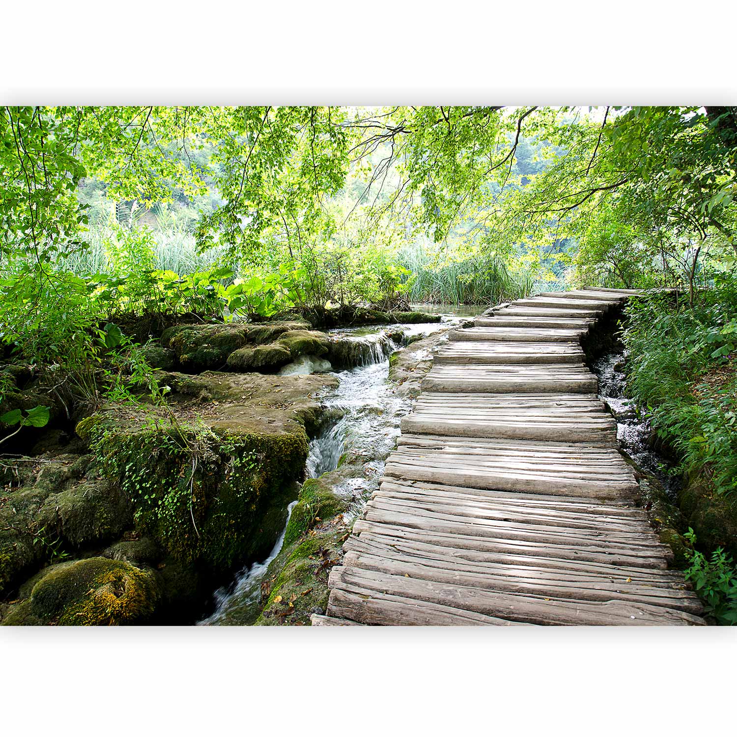 Forest Path Nature Wall Mural