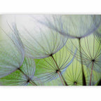 Fleeting Dandelion Flowers Nature Wall Mural