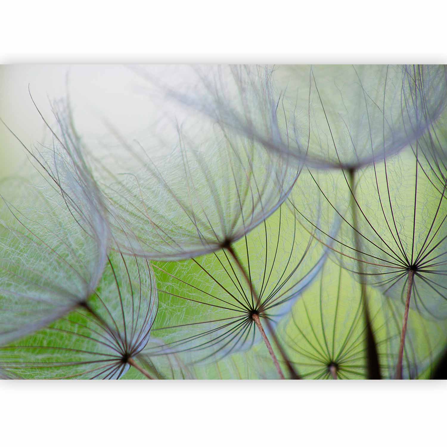 Fleeting Dandelion Flowers Nature Wall Mural