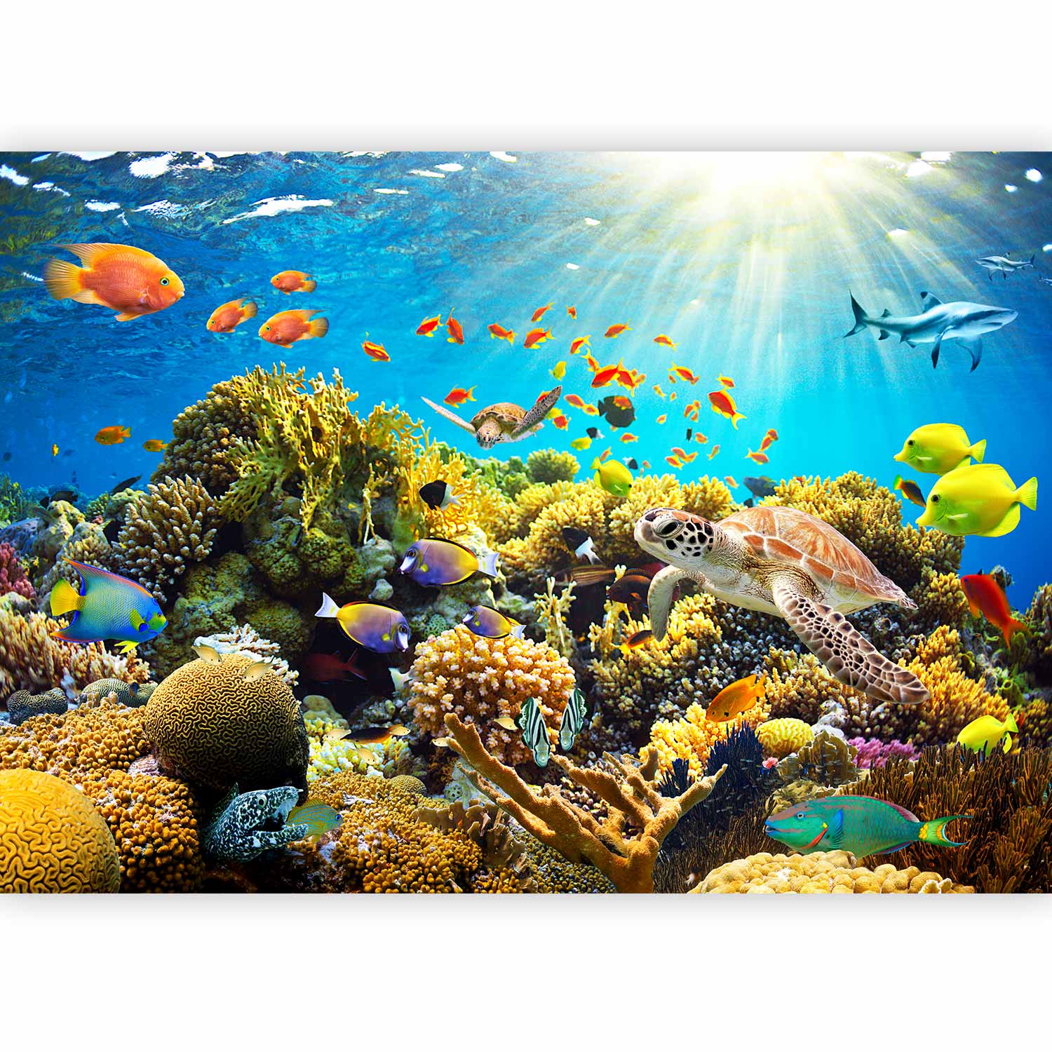 Underwater Sea Life Wall Mural