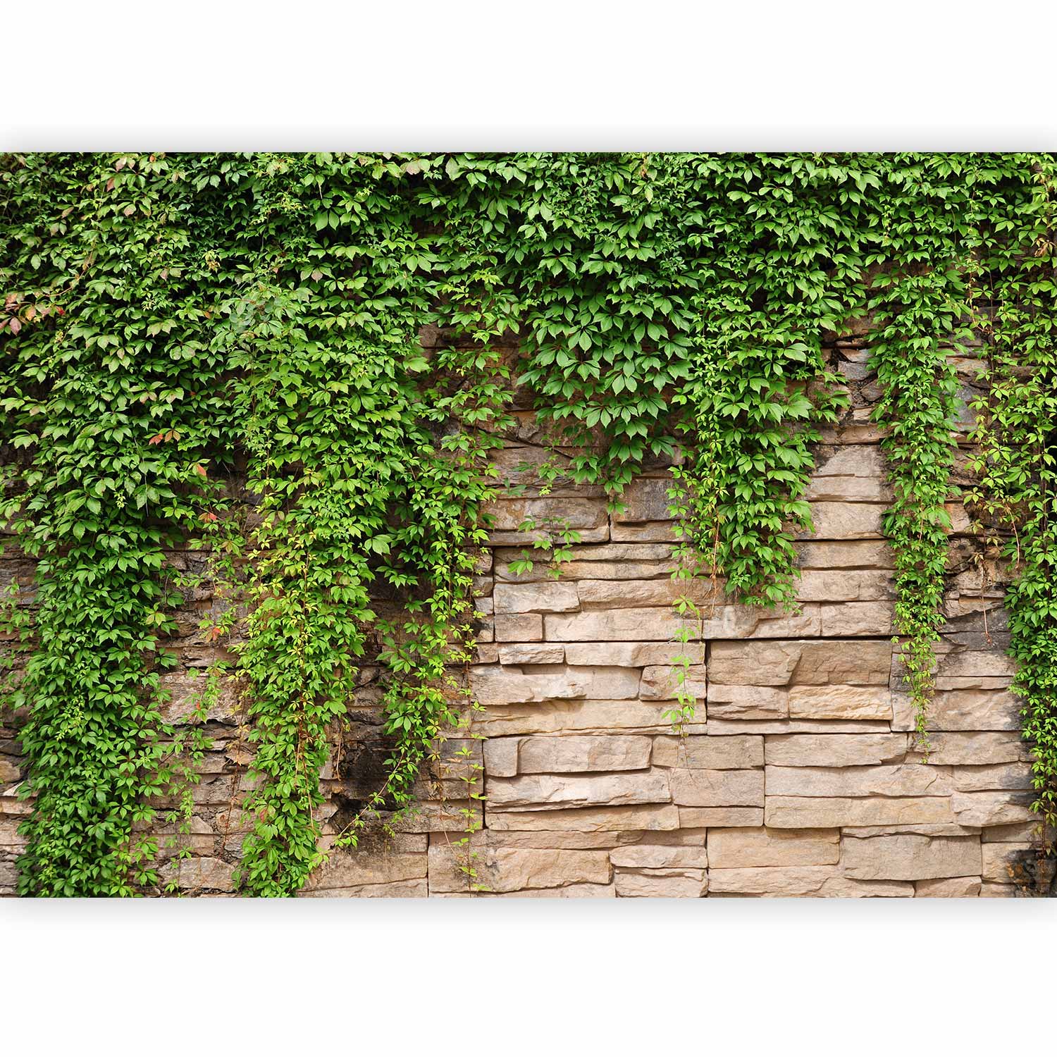 Ivy Leaves Stone Texture Wall Mural