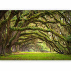 Forest Tree Embrace Nature Wall Mural