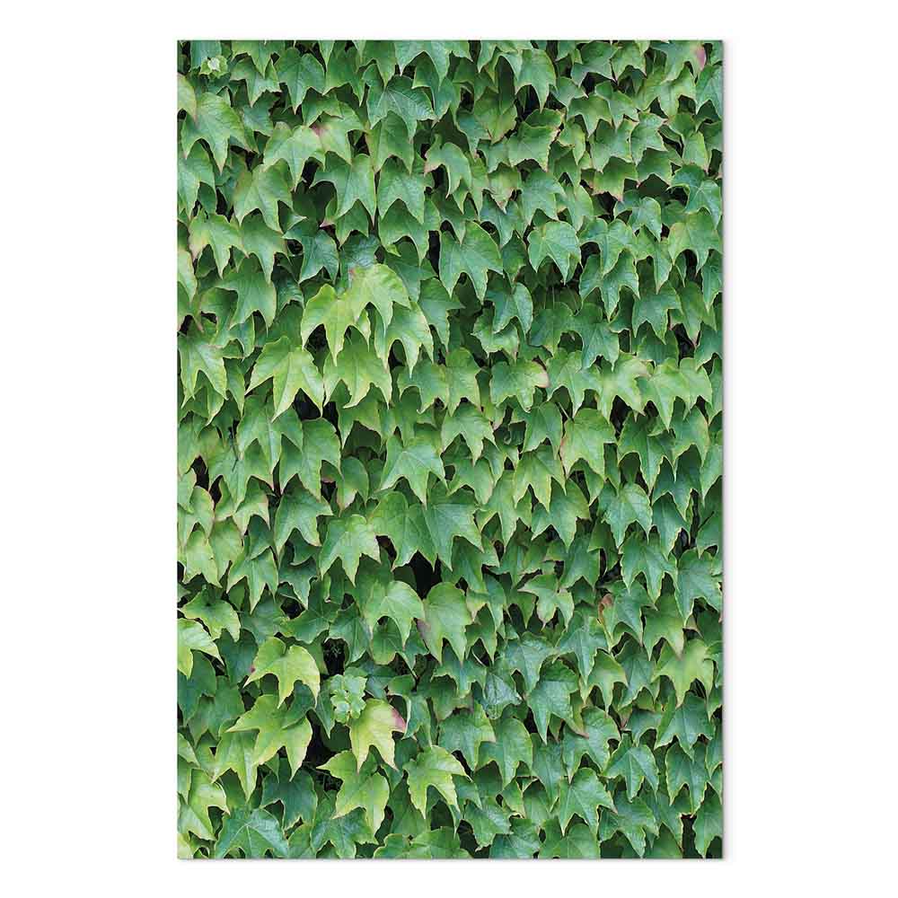Thick Ivy Green Leaves Canvas Print