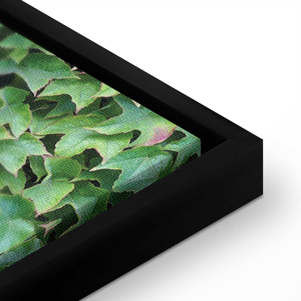Thick Ivy Green Leaves Canvas Print