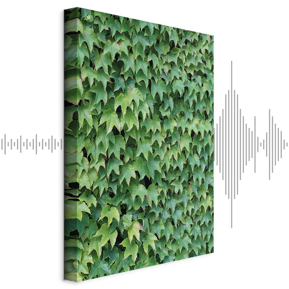 Thick Ivy Green Leaves Canvas Print