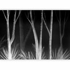 Wall Murals: Forest Night with White Trees on Black