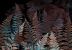 Wall Mural Ferns in the Woods