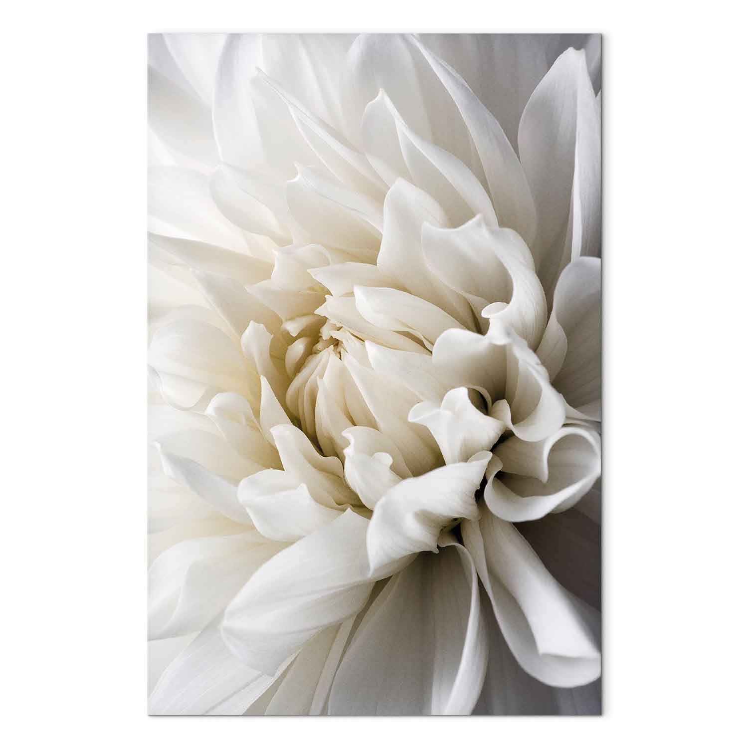 White Dahlia Floral Canvas Print