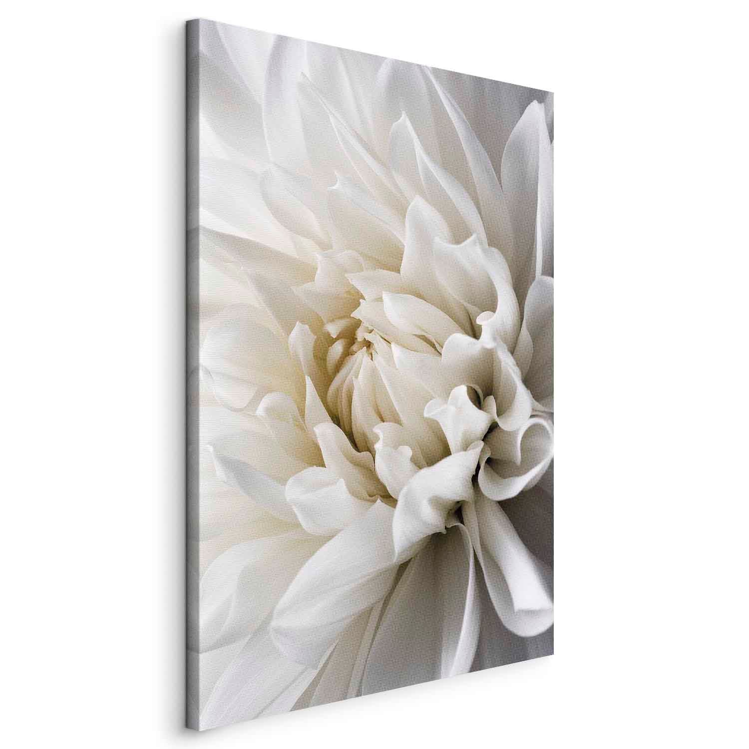 White Dahlia Floral Canvas Print
