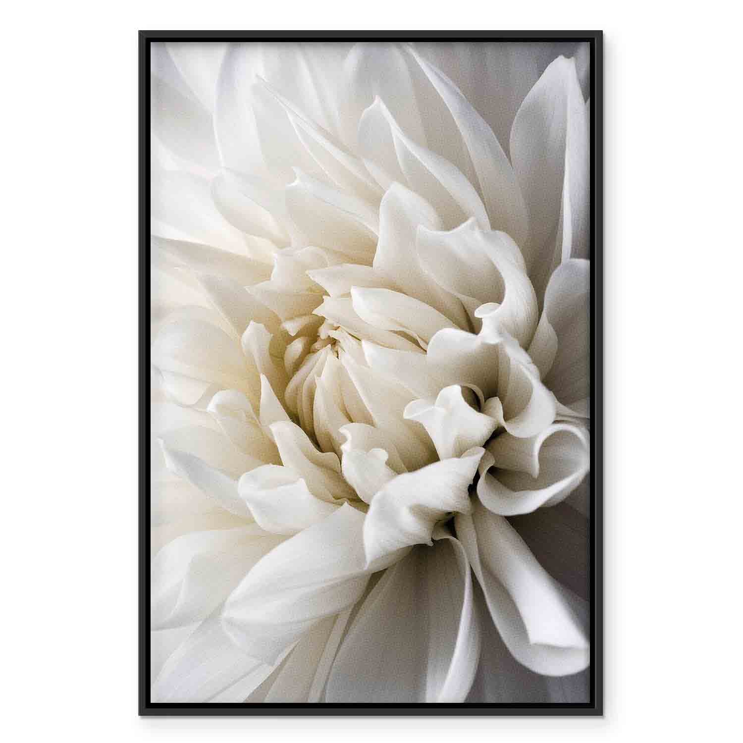 White Dahlia Floral Canvas Print