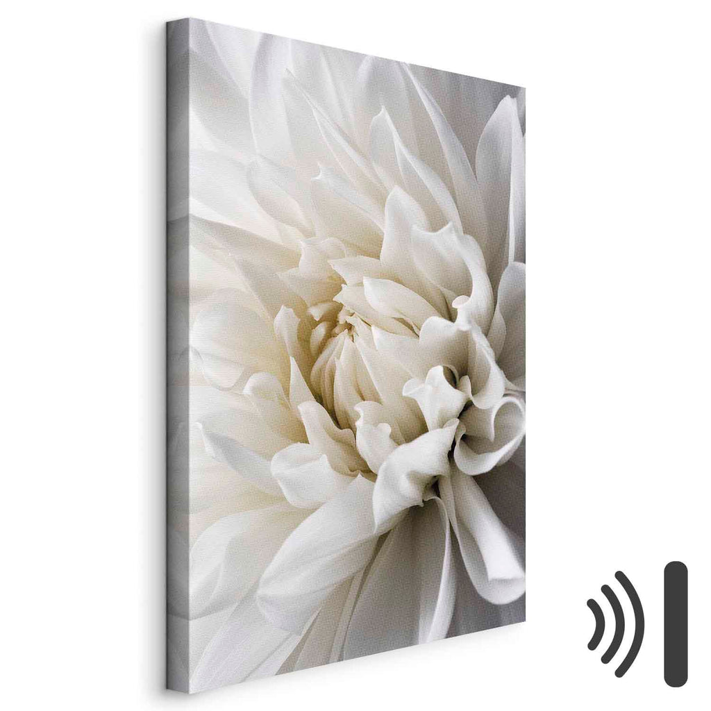 White Dahlia Floral Canvas Print