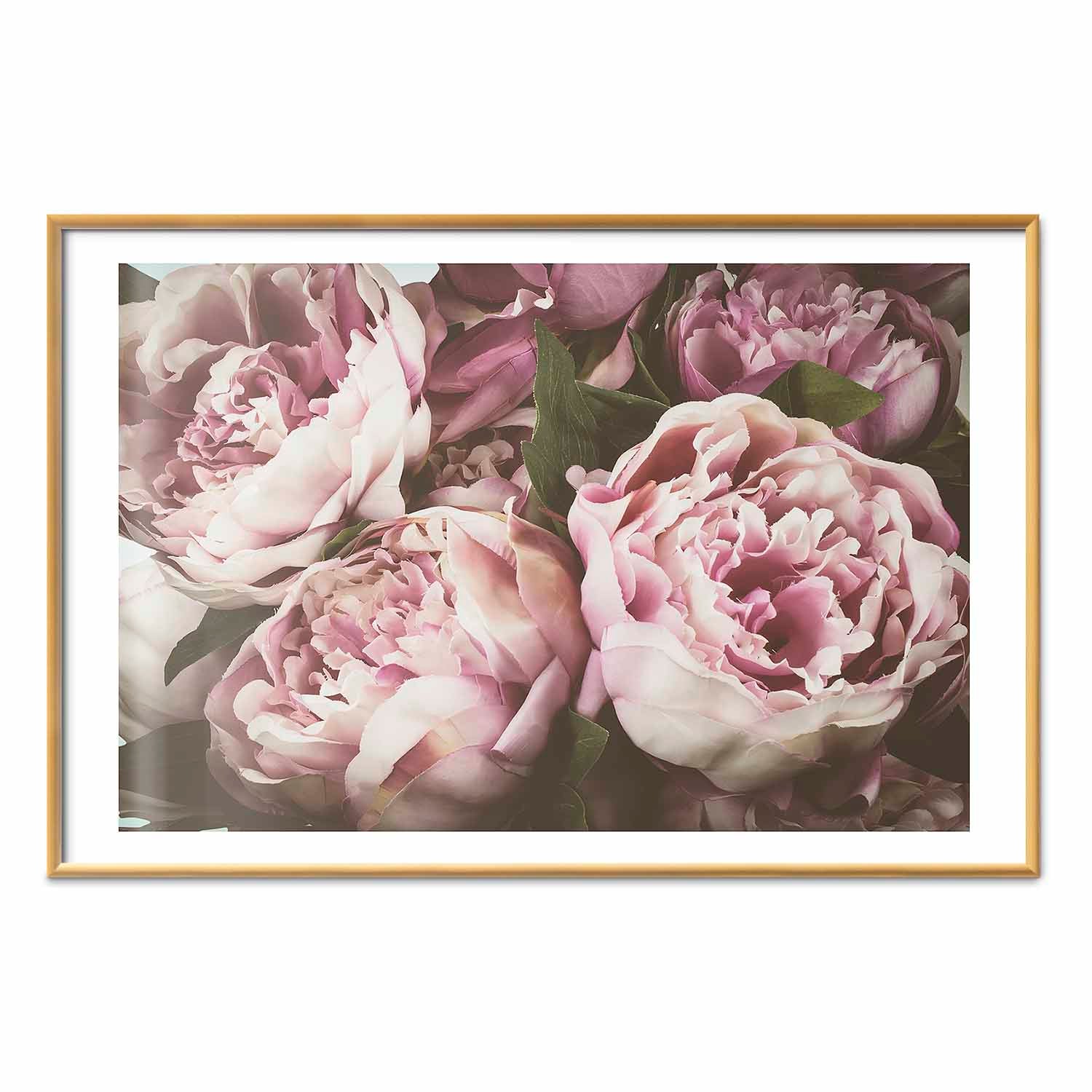 Pink Peonies Floral Poster