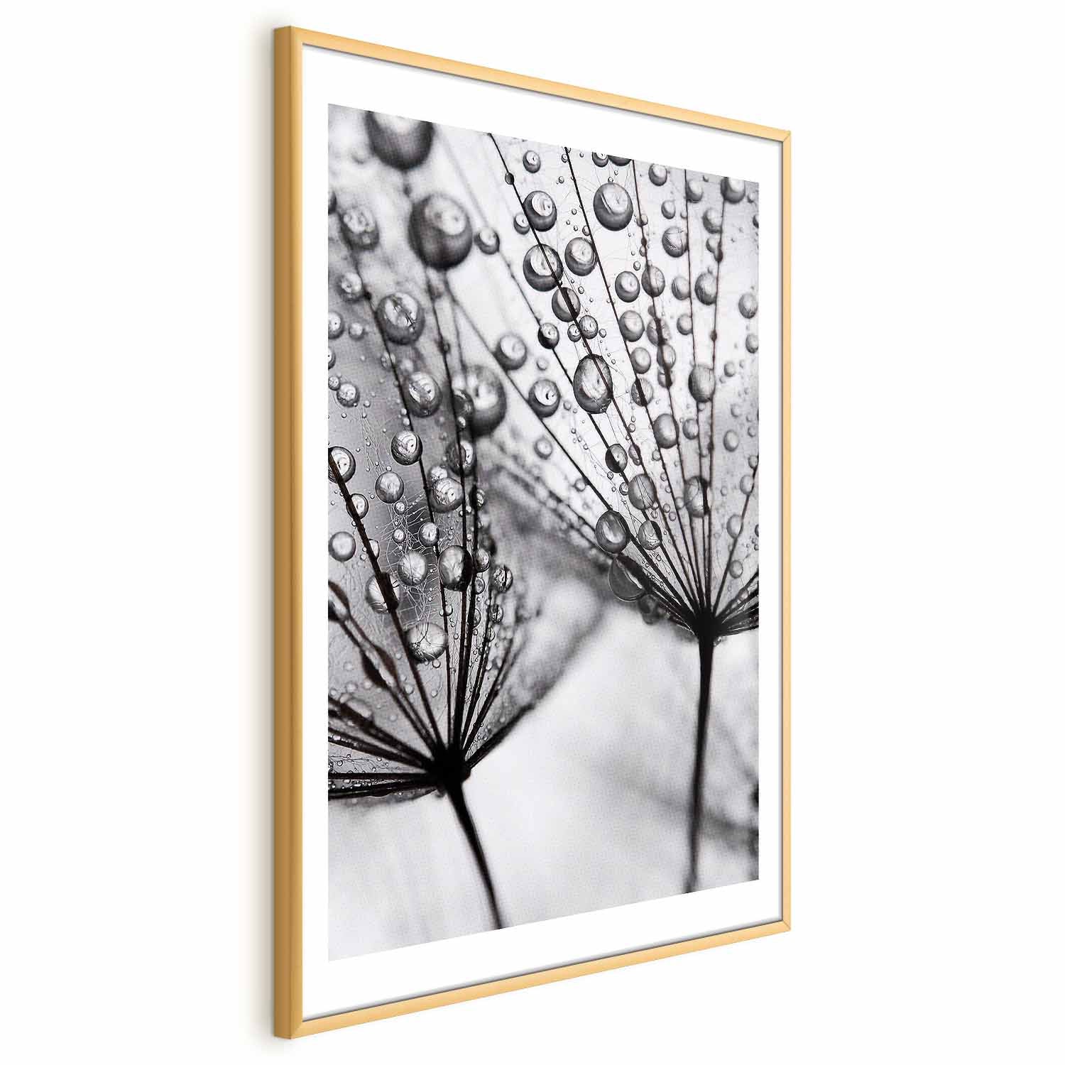 Macro Dew Dandelion Floral Posters