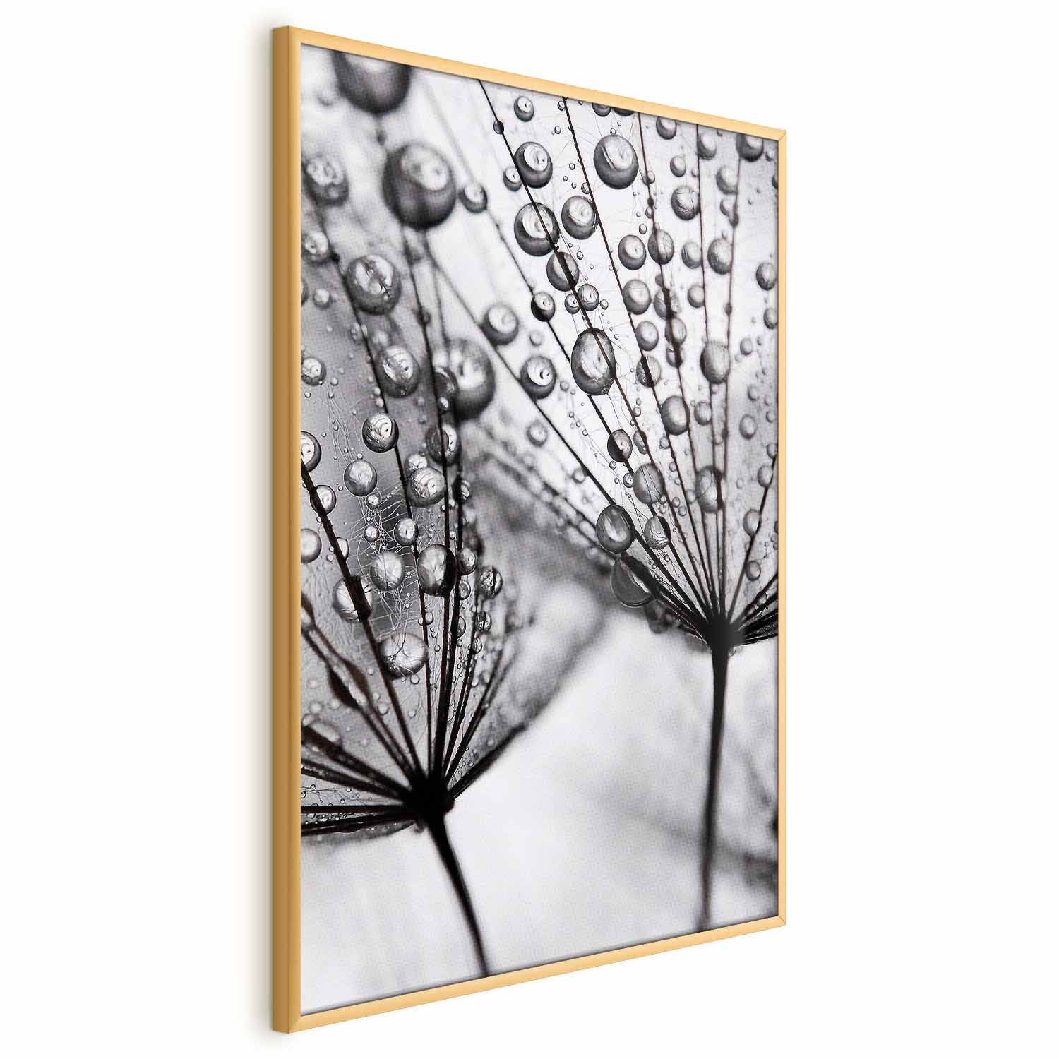 Macro Dew Dandelion Floral Posters