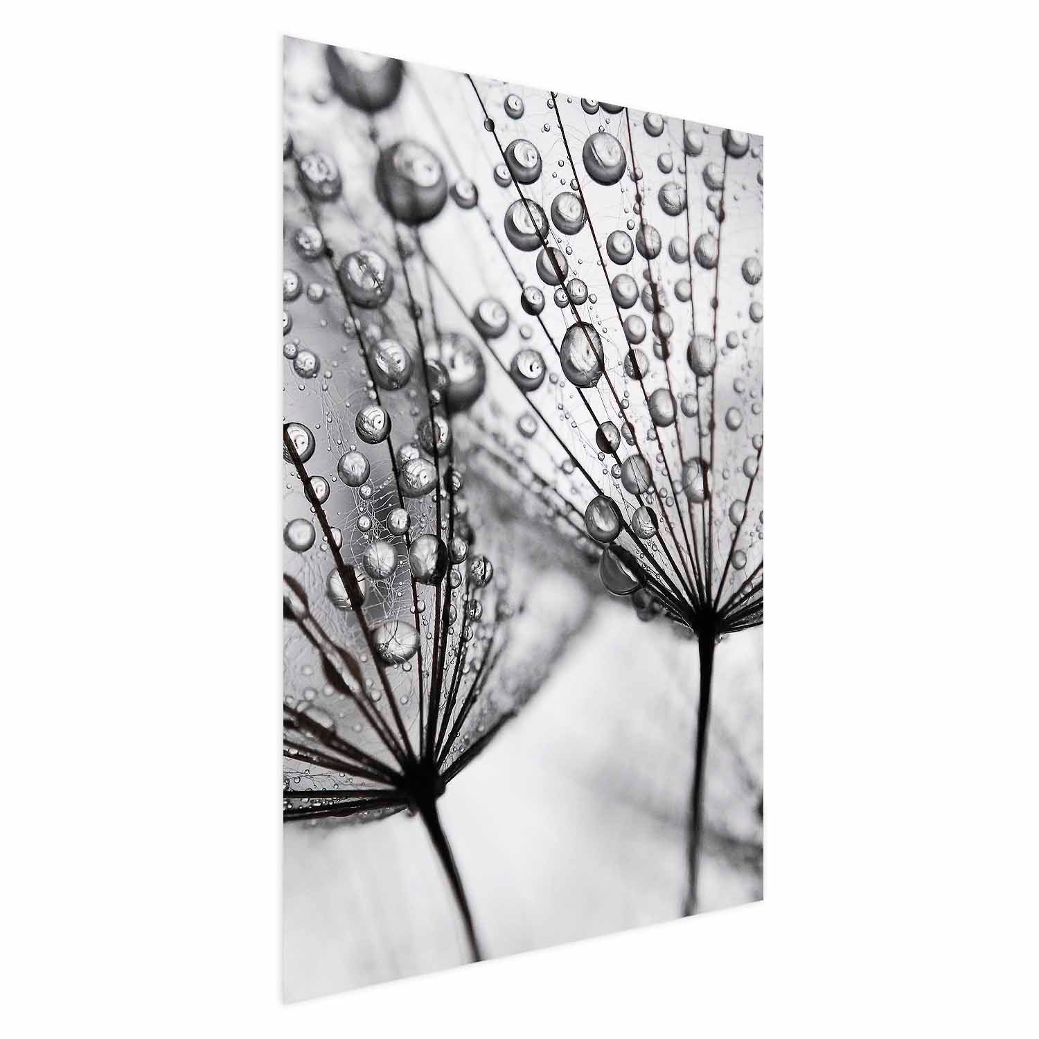 Macro Dew Dandelion Floral Posters