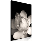 Canvas Print - Delicacy of Petals in Nature (1-part) - Flower in Black and White