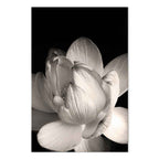 Black and White Flower Petals Nature Canvas Print