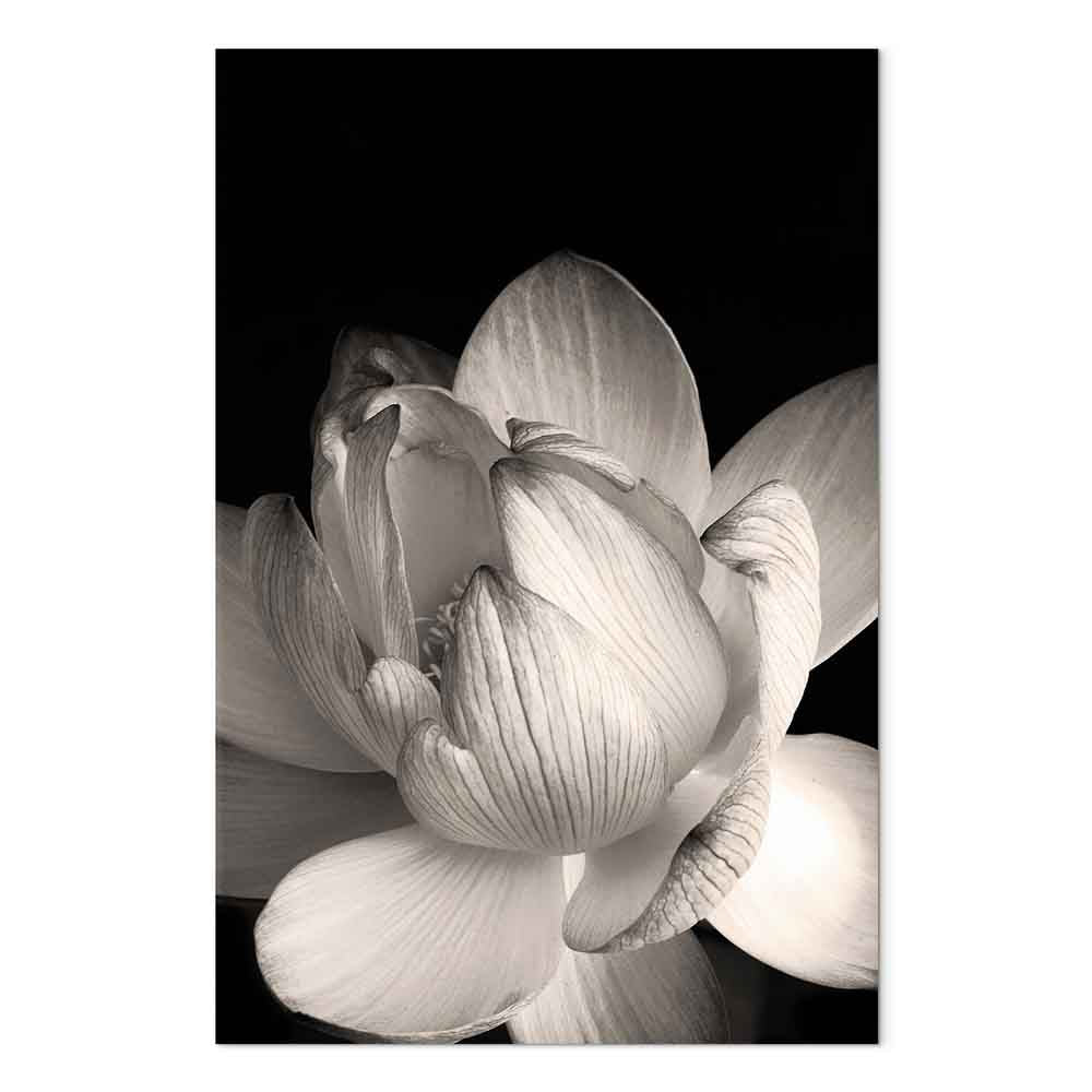 Black and White Flower Petals Nature Canvas Print