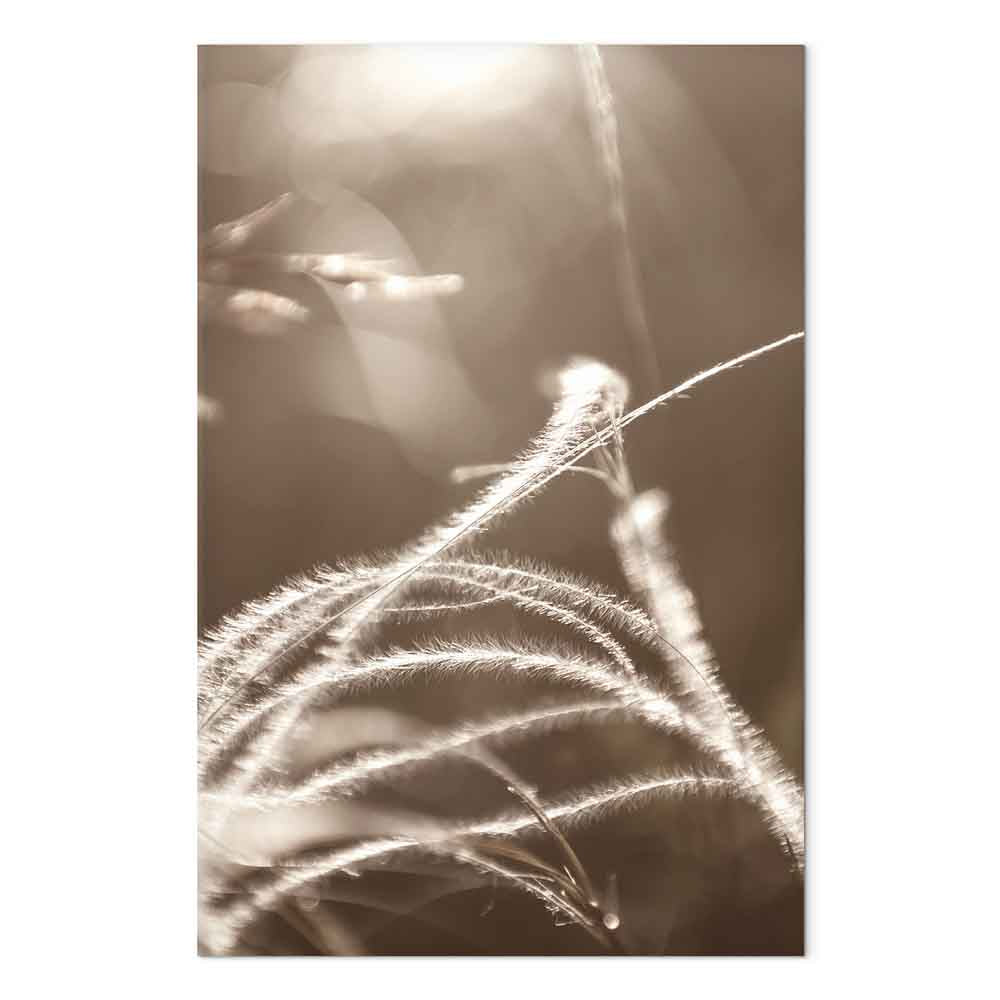 Sepia Fluffy Grass Nature Canvas Print