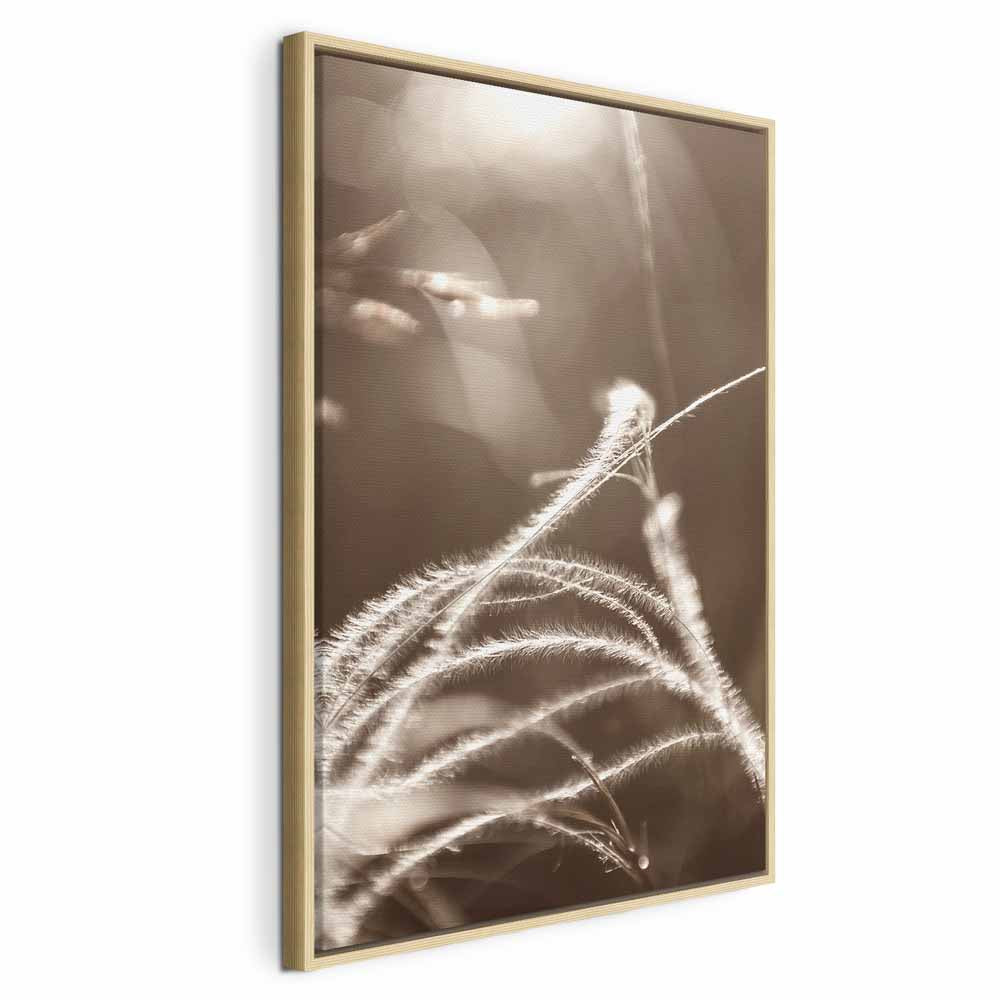 Sepia Fluffy Grass Nature Canvas Print