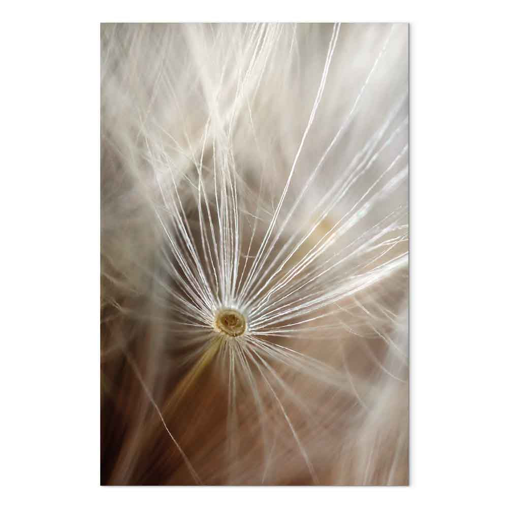 Dandelion Flower Nature Canvas Print
