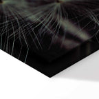 Dandelion Flowers Nature Canvas Print