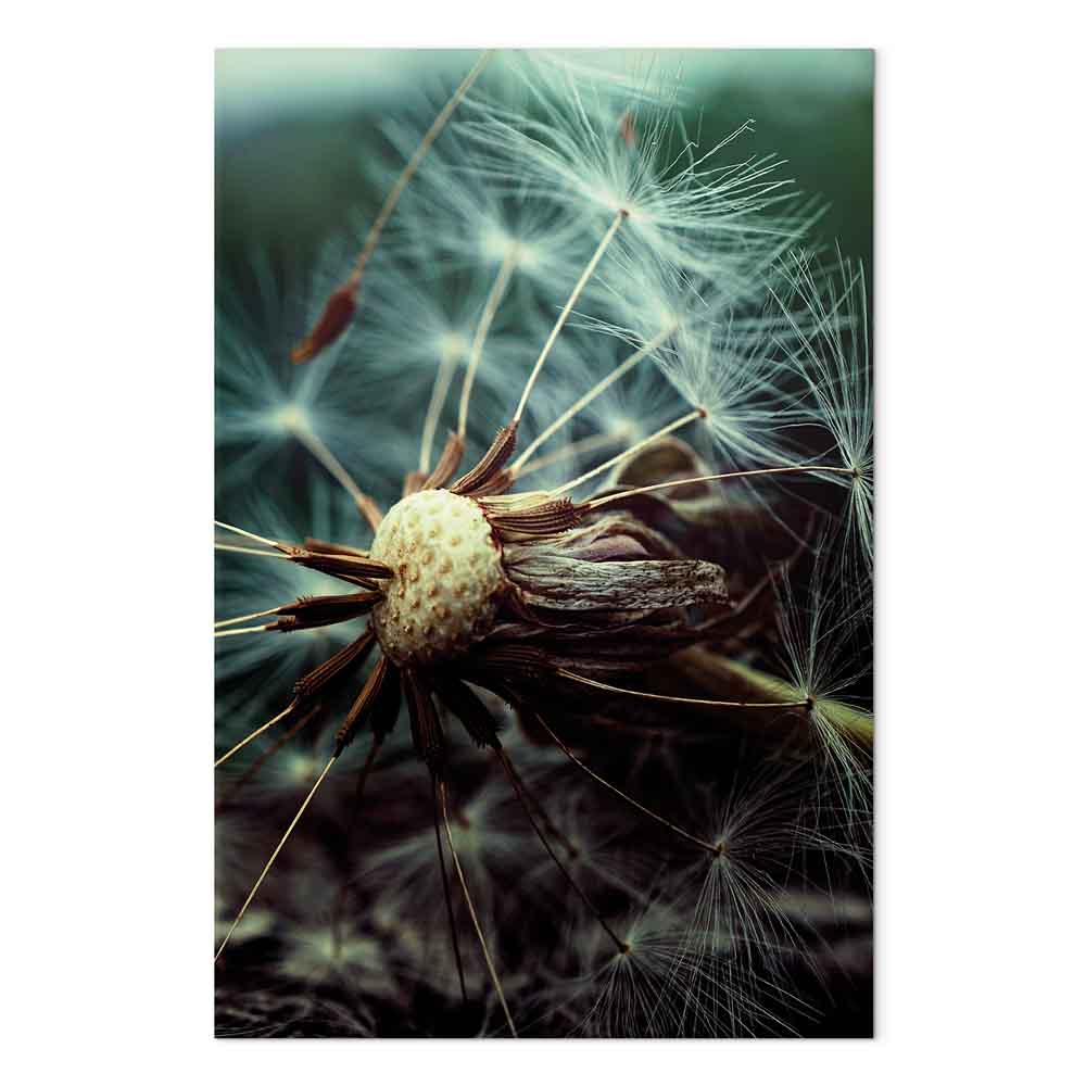 Dandelion Flowers Nature Canvas Print