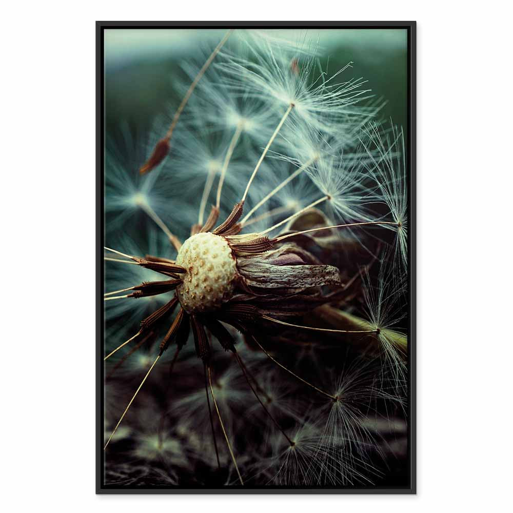 Dandelion Flowers Nature Canvas Print