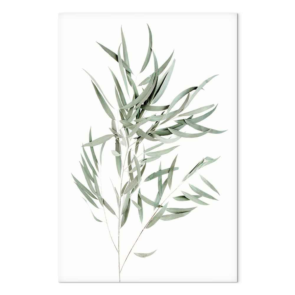 Nicholia Eucalyptus Leaves Canvas Print