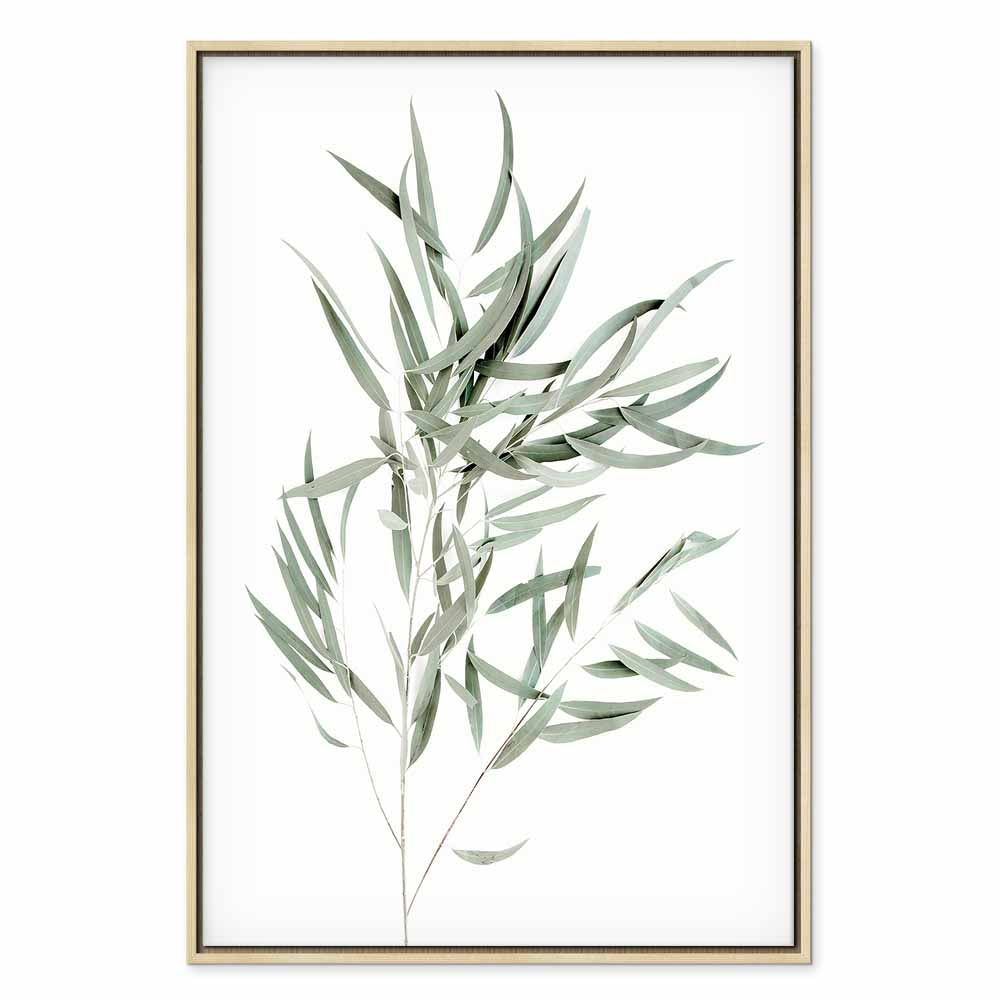 Nicholia Eucalyptus Leaves Canvas Print