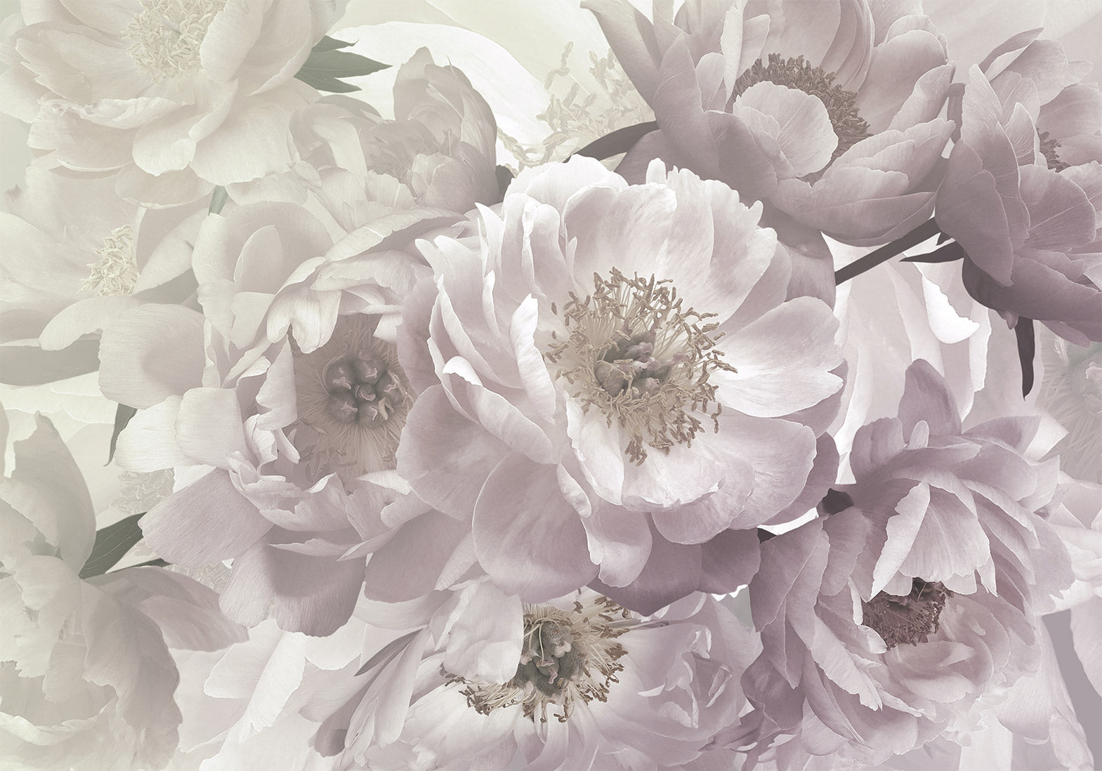 Wall Mural Flowery Thought Floral Wall Art