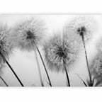 Wall Mural Time for Dandelions - Flowers