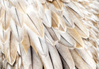 Wall Mural Close-Up of Bird Wings Beige Feathers