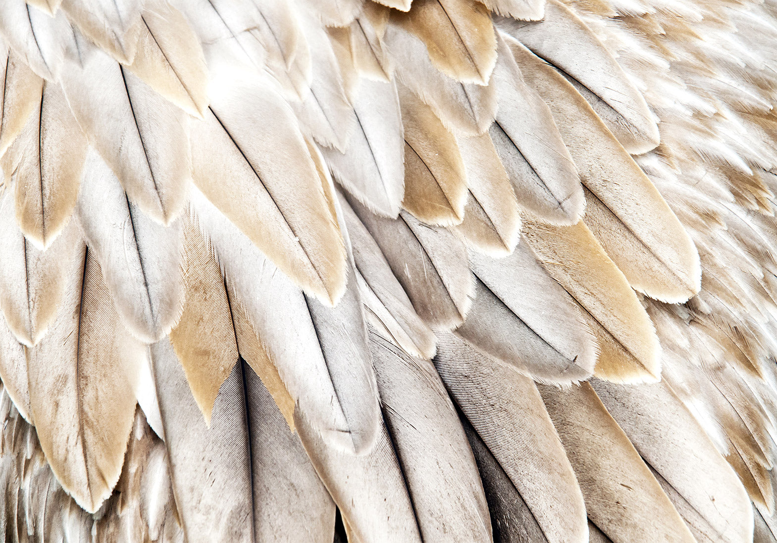Wall Mural Close-Up of Bird Wings Beige Feathers