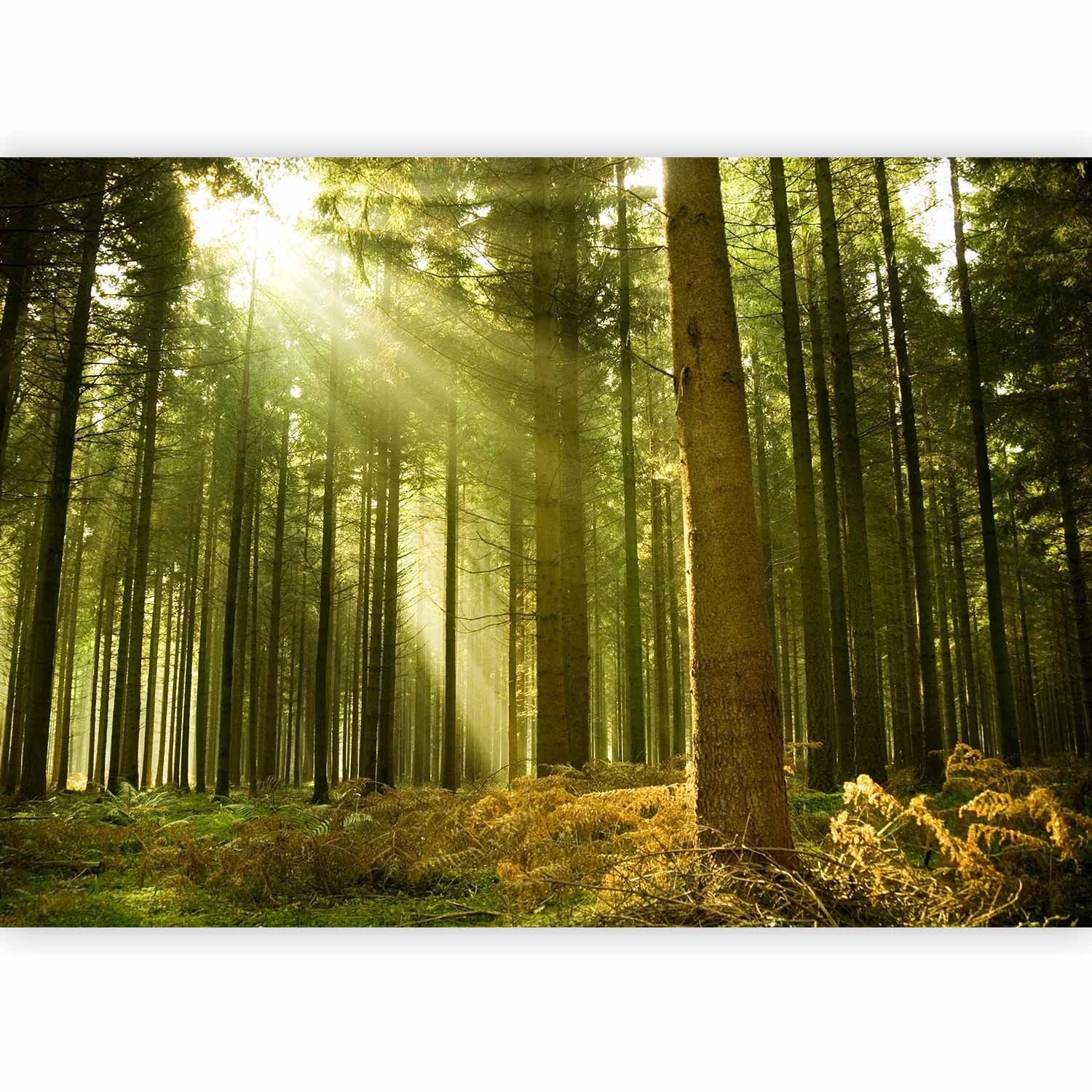 Pine Forest Morning Sunlight Wall Mural