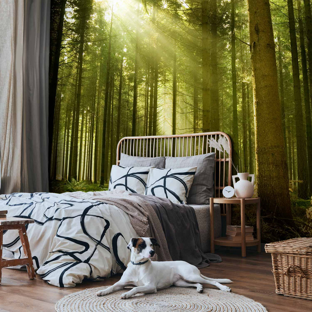 Pine Forest Morning Sunlight Wall Mural