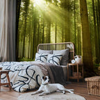 Pine Forest Morning Sunlight Wall Mural