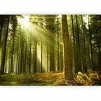 Pine Forest Morning Sunlight Wall Mural