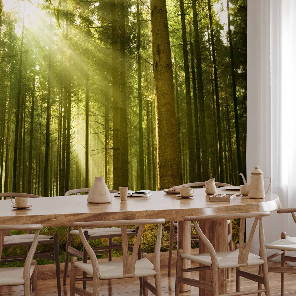 Pine Forest Morning Sunlight Wall Mural