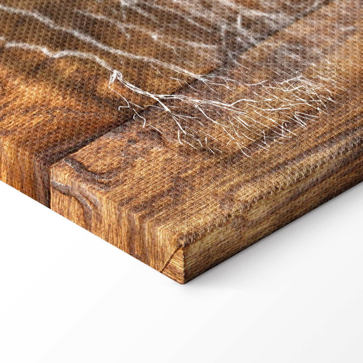 Forest Tree Rings Nature Canvas Print