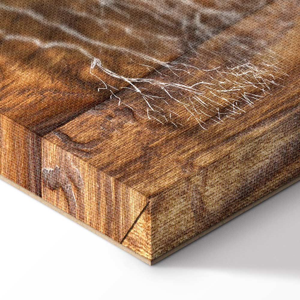 Forest Tree Rings Nature Canvas Print