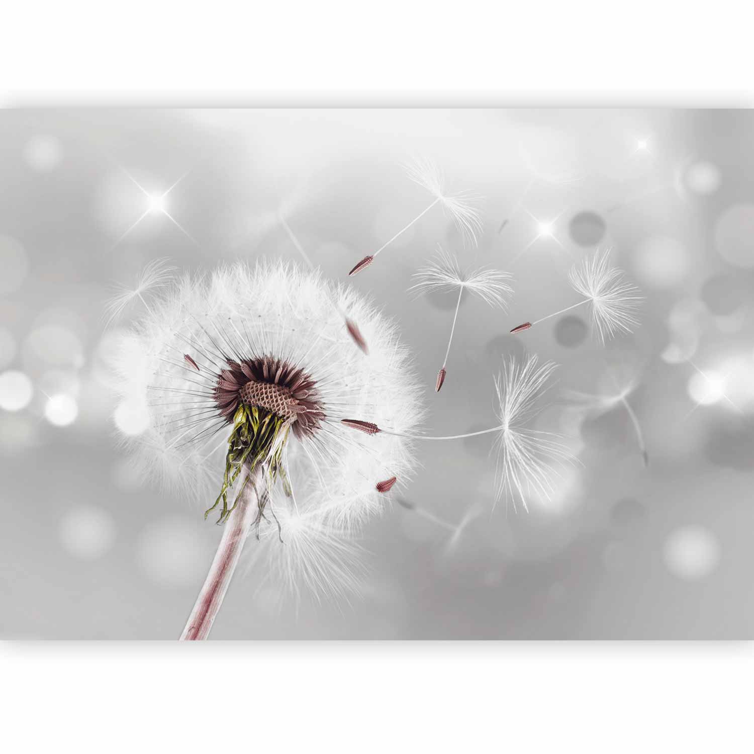 Grey Dandelion Floral Wall Mural