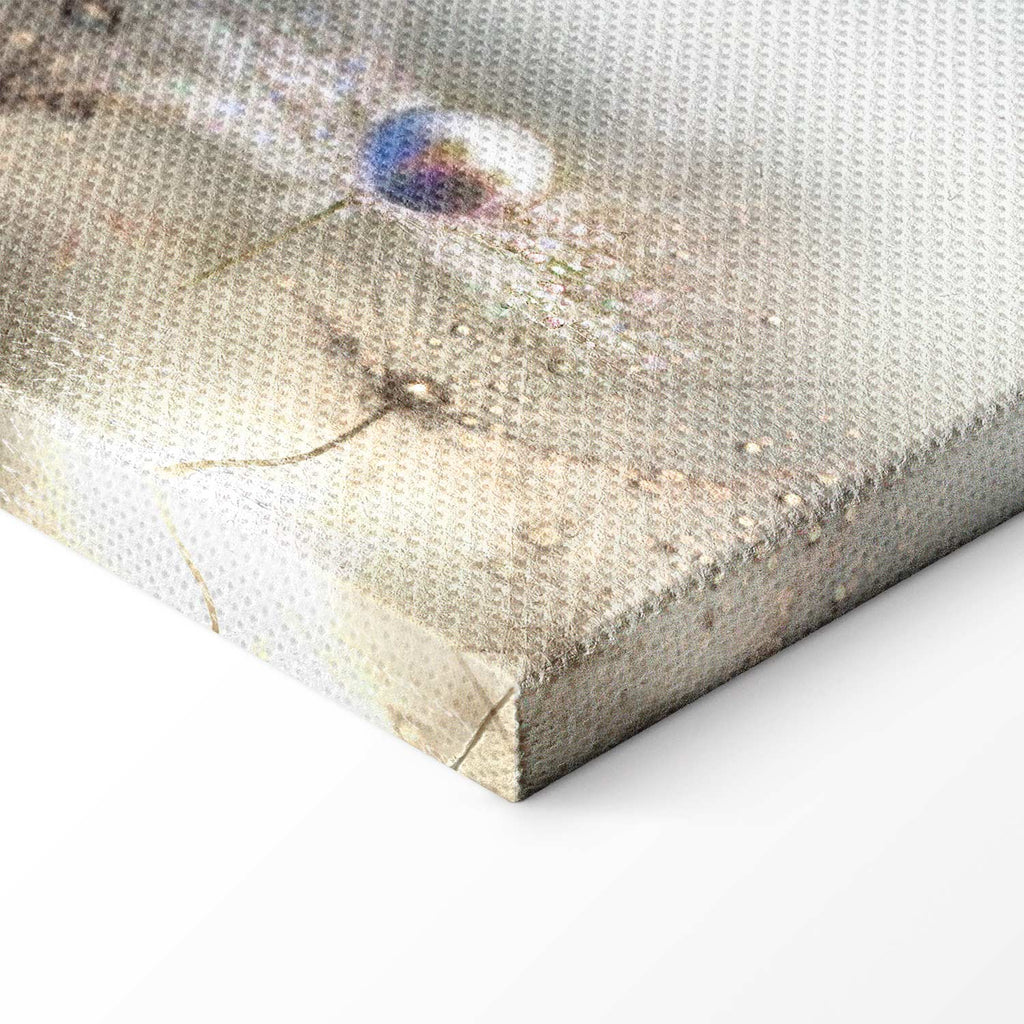 Dandelion Inscriptions Romantic Canvas Print