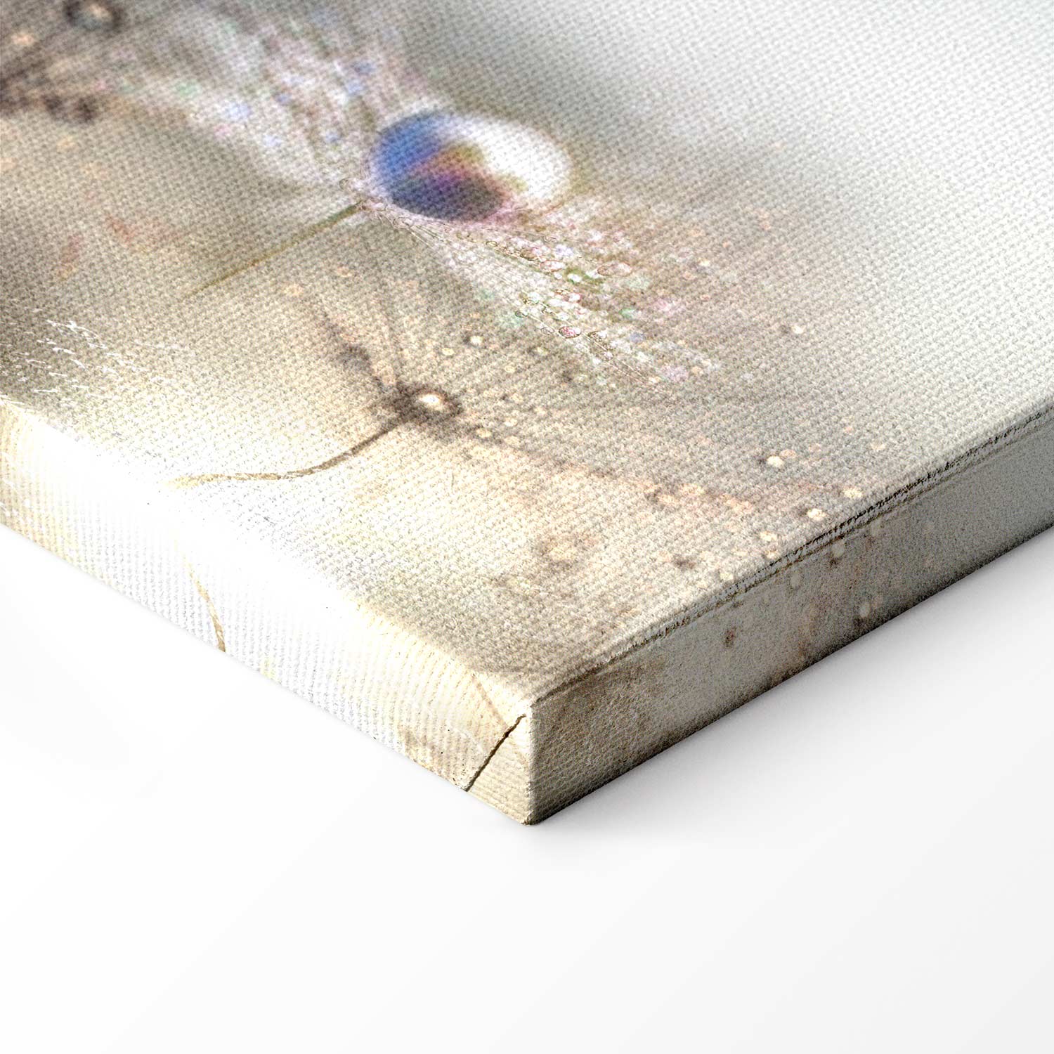 Dandelion Inscriptions Romantic Canvas Print