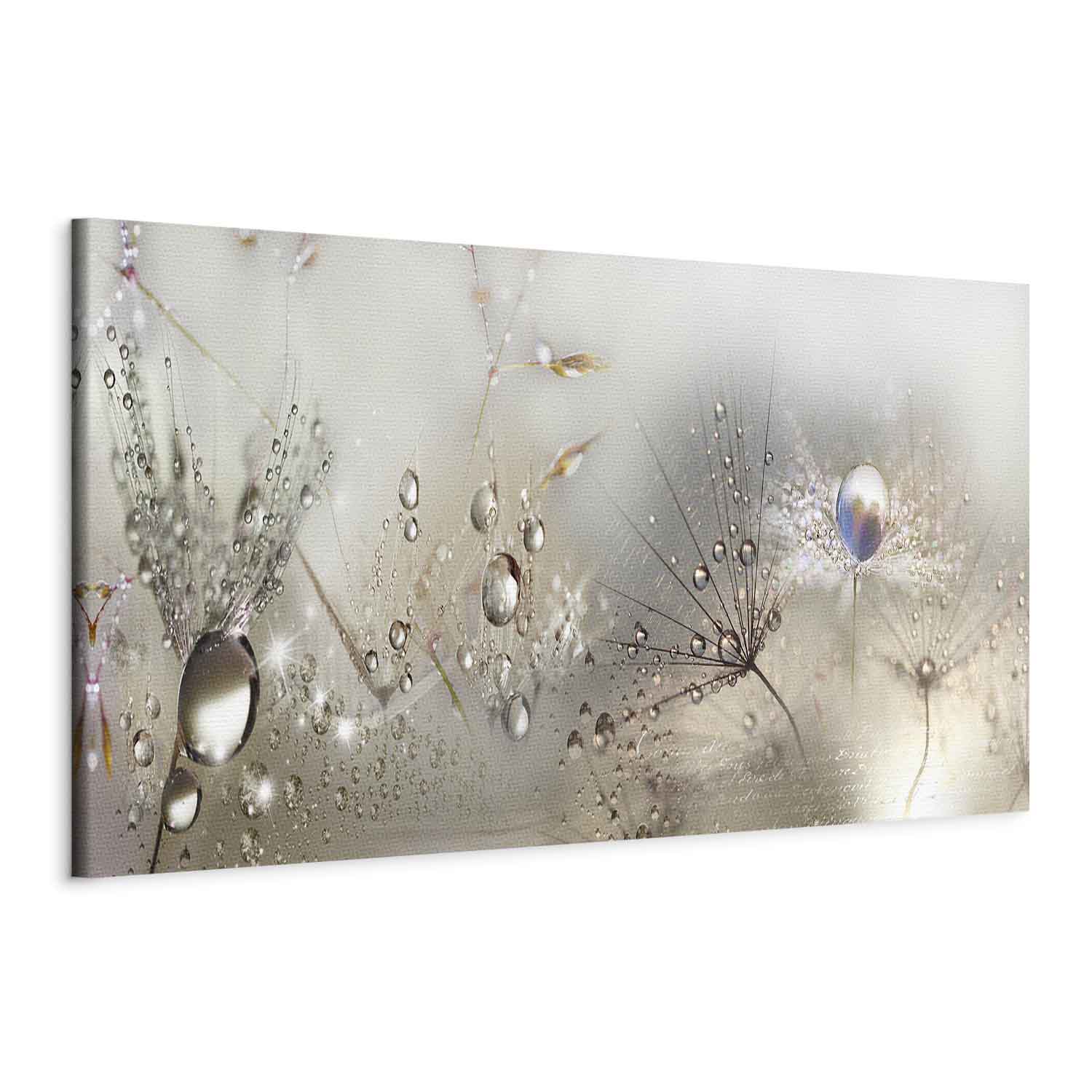 Dandelion Inscriptions Romantic Canvas Print