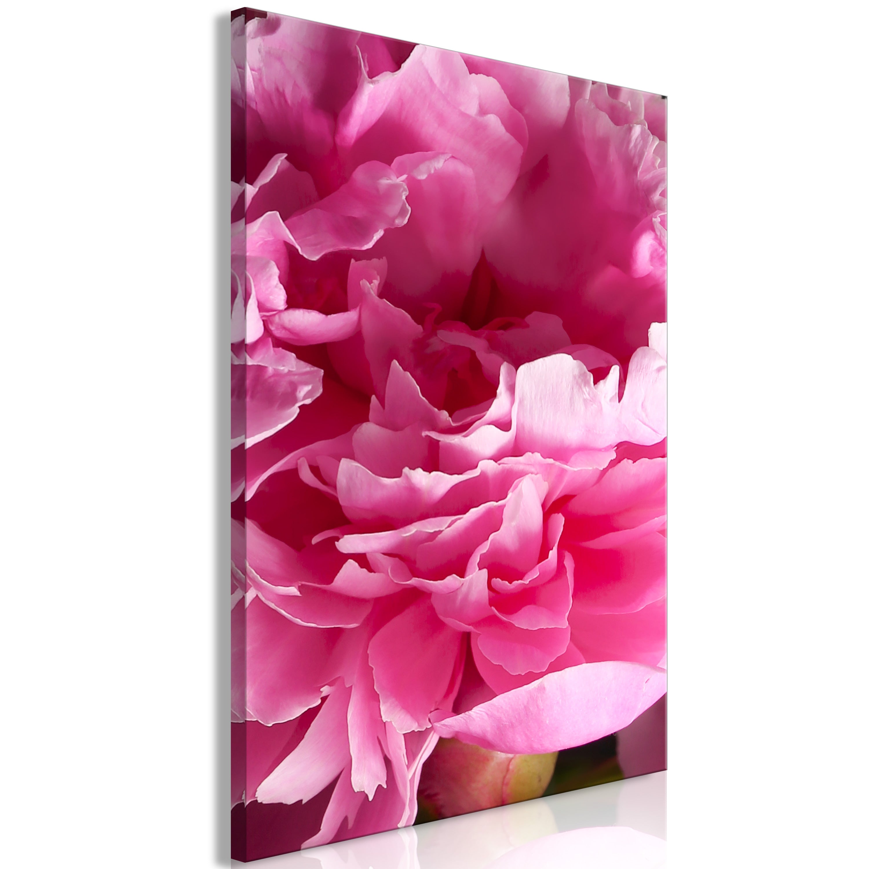 Canvas Print: Pink Peony Blossom Artwork