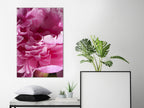 Canvas Print: Pink Peony Blossom Artwork