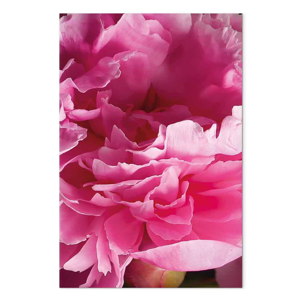 Pink Peony Flower Floral Canvas Print