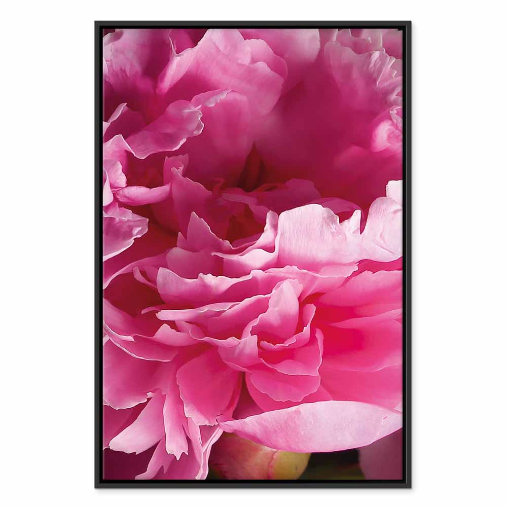 Pink Peony Flower Floral Canvas Print