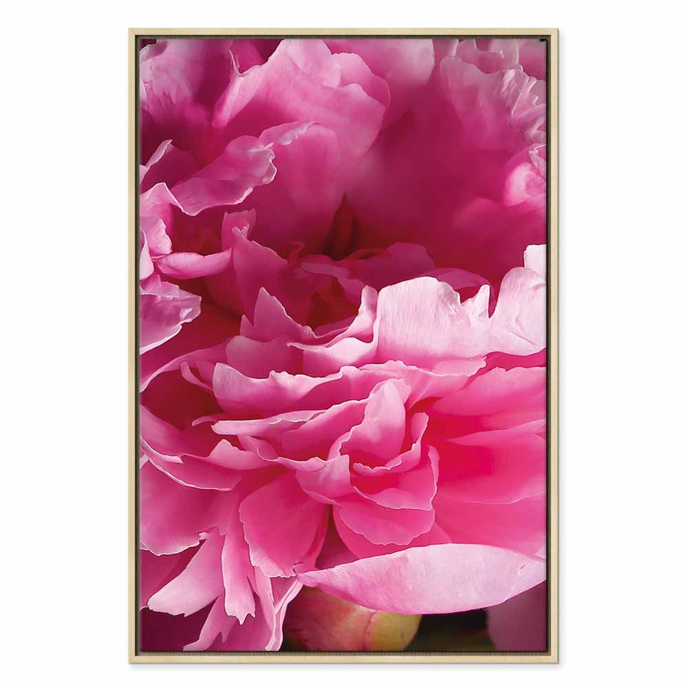 Pink Peony Flower Floral Canvas Print